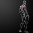 3d render illustration scapula bone - back view