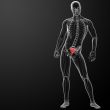 3d render illustration sacrum bone - front view