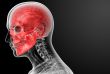 3d render human skull anatomy - side view