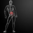 Human digestive system small intestine - back view