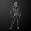 3d render human anatomy -