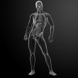 3d render human anatomy