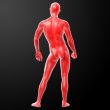 3d render human anatomy