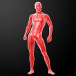 3d render human anatomy