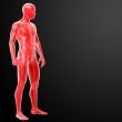 3d render human anatomy - side View