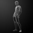 3d render human anatomy 