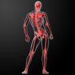 3d render skeleton by X-rays in red