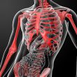 3d render skeleton by X-rays in red