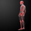 3d render skeleton by X-rays in red