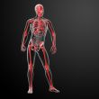 3d render skeleton by X-rays in red 