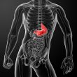 Human digestive system stomach