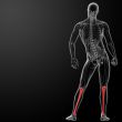 3d render human tibia