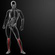 3d render human tibia 