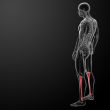 3d render human tibia