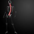 3d render Human Spine Anatomy 