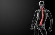 3d render Human Spine Anatomy
