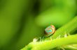 Blue Ladybug with orange stripe