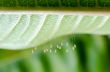 Eggs of green lacewing