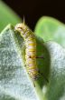 Caterpillar on a Calotropis