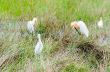 Cattle Egret birds