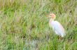 Cattle Egret birds