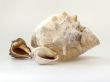 Sea cockleshells of various form