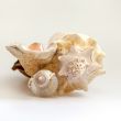 Sea cockleshells of various form