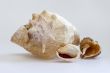 Sea cockleshells of various form