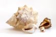 Sea cockleshells of various form