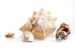 Sea cockleshells of various form