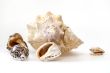 Sea cockleshells of various form