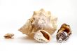 Sea cockleshells of various form