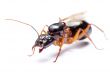 Black Carpenter Ant (Camponotus pennsylvanicus)