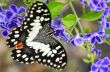 Papilio demoleus black and white spots butterfly