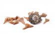 Shark Teeth and old shell on the white