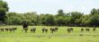 Ostriches grazing