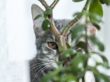 The gray kitten hid among house plants