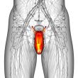 male reproductive system