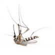 Dead mosquito isolated on white background