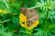 Close up Lemon Pansy butterfly