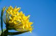 Yellow Ixora coccinea flower