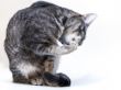 The gray kitten washes a pad