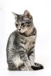 Gray kitten