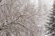 The tree branches covered with snow after a blizzard
