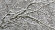 The tree branches covered with snow after a blizzard