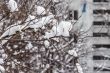The tree branches covered with snow after a blizzard