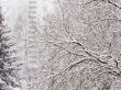 The tree branches covered with snow after a blizzard