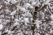 The tree branches covered with snow after a blizzard