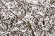 The tree branches covered with snow after a blizzard