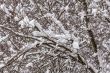The tree branches covered with snow after a blizzard